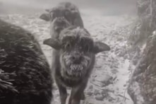 Rét hại, băng giá, hơn 1.000 con trâu, bò, bê… chết cóng