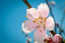 Năm mới Nhâm Dần 2022 – Nguyện đẹp như cánh đào trong sương giá