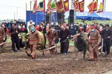 Lễ Tịch điền 2022 gây tranh luận với ‘trâu giả hổ’