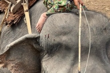 Du khách cảm thấy tệ khi voi ở KDL Đắk Lắk ‘bị cưỡi, bị đánh chảy máu’