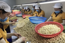 Xuất khẩu điều sang Ý nghi lừa đảo: Cảnh sát Ý ra quyết định tạm giữ 16 container