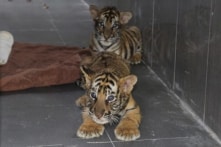 7 con hổ được giải cứu ở Nghệ An chuyển về VQG Phong Nha – Kẻ Bàng chăm sóc