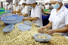 Nghi vấn xuất khẩu điều sang Ý bị lừa đảo: Đã mất quyền kiểm soát 36 container