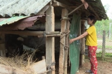 Quảng Ngãi: Thu hồi gần 27 tỷ đồng tiền chi sai hỗ trợ miền núi thoát nghèo