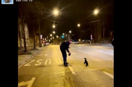 Chim cánh cụt non “đào tẩu” vì tò mò, lang thang trên đường phố Hungary