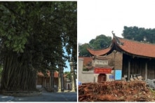 Trùng tu đình Chèm hơn 2.000 năm tuổi: Cây đa lớn trước đình bị ‘chặt hạ’, người dân ‘bật khóc’