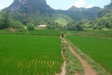 5 tỉnh chuyển đổi ‘gần 1.000 ha đất lúa’ để làm hàng chục dự án du lịch, điện gió, khu công nghiệp