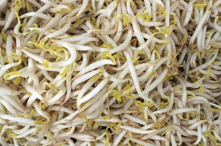 Bạn đã biết lợi ích tuyệt vời của giá đậu nành và giá đậu xanh?