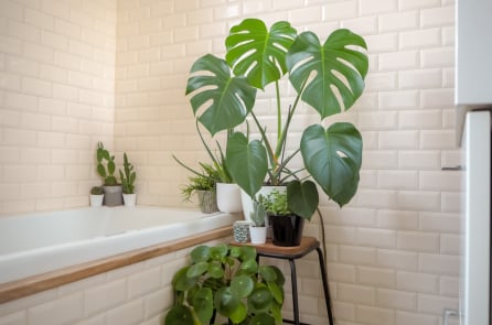 “Mát mắt” với 7 loại cây hút mùi trong nhà tắm cực dễ trồng
