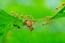 Cách người Trung Quốc cổ đại kiểm soát sâu bệnh