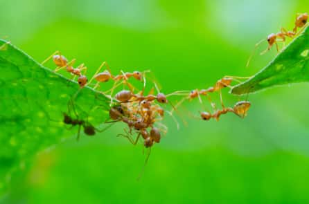 Cách người Trung Quốc cổ đại kiểm soát sâu bệnh