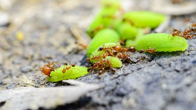 kiến vàng, kiểm soát sâu bệnh