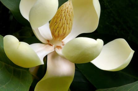 Hoa nở báo điềm lành, 5 loại hoa cát tường của nhà Phật