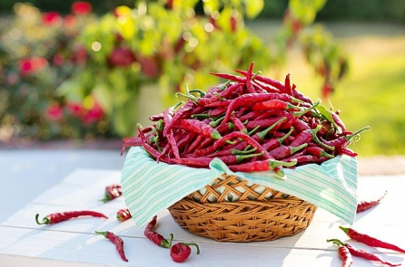Khám phá 5 lợi ích sức khỏe tuyệt vời từ quả ớt
