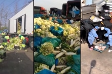 Rau củ, thực phẩm quyên góp cho người dân Thượng Hải bị thối rữa, vứt bỏ