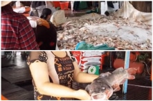 An Giang: Hơn 200 tấn cá chết trên sông Hậu vẫn chưa tìm ra nguyên nhân