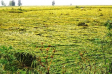 Thừa Thiên – Huế: Mưa lớn bất thường, gần 8.000 ha lúa bị đổ ngã