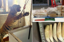 Thanh Hóa: Bắt giữ cặp vợ chồng mua hổ nặng 145kg để nấu cao