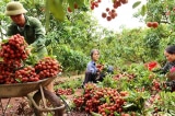 vai thieu bac giang vai bac giang ba le thi thu hang baochinhphu.vn