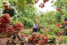 Vải thiều vào mùa, hàng trăm thương nhân Trung Quốc nhập cảnh thu mua