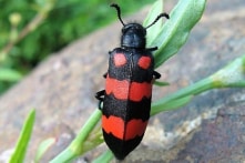 Thêm 1 người chết, 1 người cấp cứu sau khi ăn sâu ban miêu