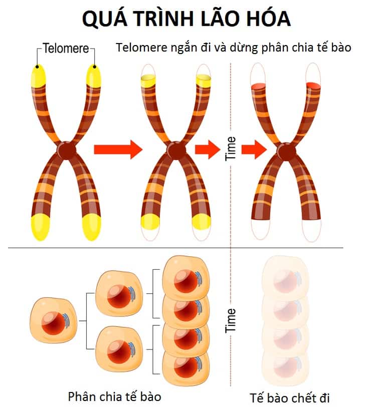 chống lão hóa