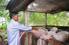 Người dân lo “treo chuồng” vì giá thức ăn chăn nuôi liên tục leo thang