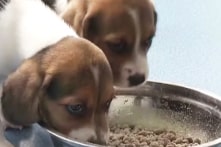 Tranh cãi về đạo đức khi ngành nhân bản thú cưng phát triển ở Trung Quốc