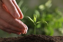 Nghiên cứu mới: Trồng thực phẩm không cần ánh sáng mặt trời