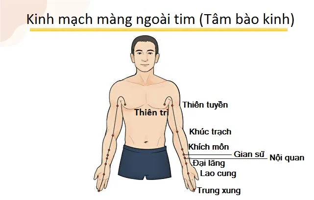 Kinh mạch màng ngoài tim