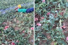 Nghệ An: Cụ ông khóc ngất bên ruộng dưa hấu bị dẫm nát