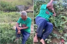 Clip cụ ông khóc ngất bên ruộng dưa: 5 thanh niên lấy trộm rồi phá nát