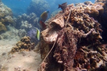 Nha Trang dự chi 260 triệu đồng lắp camera giám sát, bảo vệ san hô ở Hòn Mun