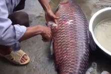 Bắc Kạn: 8 người ngộ độc nặng sau bữa cơm chiêu đãi, nghi do mật cá trắm