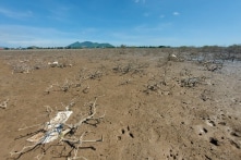 Hà Tĩnh: Hàng chục ha rừng ngập mặn chết hàng loạt, chưa rõ nguyên nhân