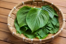 5 lợi ích sức khỏe của dầu tía tô giúp chống lão hóa và ngừa ung thư
