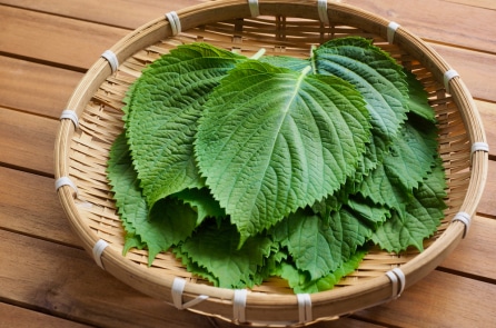 5 lợi ích sức khỏe của dầu tía tô giúp chống lão hóa và ngừa ung thư