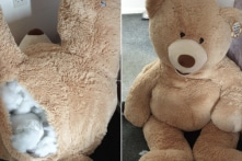 Cảnh sát Anh tóm gọn tên trộm ô tô trốn trong gấu bông 