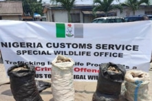 Hải quan Nigeria bắt giữ 3 người Việt do nghi ngờ buôn lậu vẩy tê tê