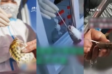 Xét nghiệm axit nucleic cho cá và tôm ở Hạ Môn Trung Quốc