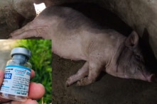 Bộ NN&PTNT: Gần 750 con heo chết sau tiêm là do ‘tiêm sai chỉ định’