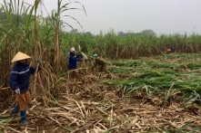 Việt Nam áp gần 48% thuế với mía đường nhập khẩu có nguồn gốc từ Thái Lan