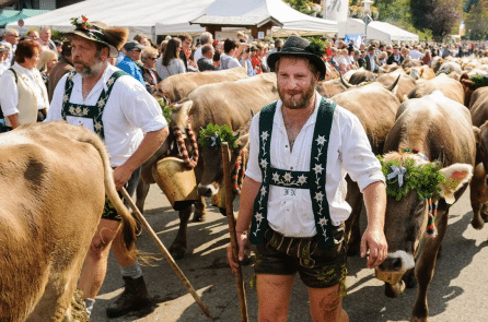 Lùa bò xuống núi – Lễ hội truyền thống đặc sắc miền núi cao châu Âu