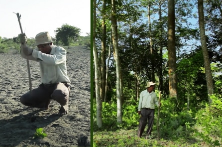 Mỗi ngày trồng một cây, mảnh đất khô hạn biến thành rừng cây tươi tốt