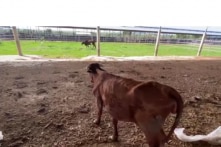 Bình Thuận quyết thu hồi dự án nuôi bò công nghệ cao ngàn tỷ đồng