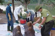 6 con tê giác chết bất thường ở Nghệ An: Mỗi con nhập về có giá 5 tỷ đồng