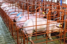 Thaiholdings: Từ mục tiêu “bay vào vũ trụ” sang góp 600 tỷ đồng vào dự án nuôi heo