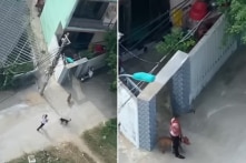 Đà Nẵng: Người xua chó Pitbull và Becgie cắn hàng xóm bị tuyên tội giết người