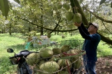 Hơn 90% sầu riêng xuất khẩu của Việt Nam là sang Trung Quốc