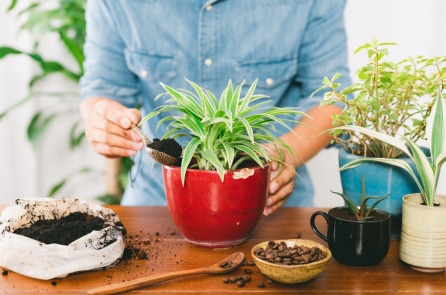 Mẹo thông minh để tái sử dụng bã cà phê
